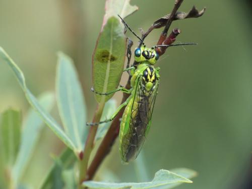 Réf. 257 353 : Rhogogaster chlorosoma